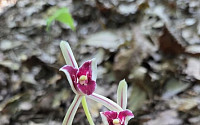 잎 없는 난초 멸종위기 Ⅱ급 '대흥란'…제주서 첫 확인