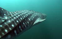 제주수족관 고래상어 '파랑'이 방류…바다품으로