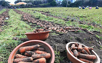 '신품종 보급' 당근 주산지 제주도...외국산 종자 의존 벗어난다