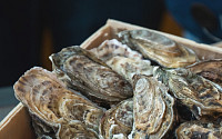 한의학 관점에서 본 굴… “환절기 면역 보강에 좋은 보양식”