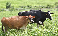 저지종 젖소 사육·고상식 사육시설 기준 도입…축산업 현대화 시동