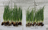 더위에 강한 '제주 S-12호' 쪽파…길이·굵기·수량 '우수' 입증