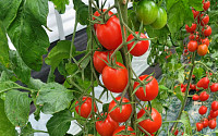 대추형 고품질 방울토마토 신품종...전남농업기술원 개발