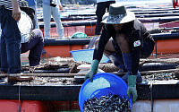 전남 양식어가, 고수온·적조에 '시름'...엎친 데 덮친 격