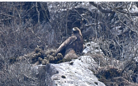 멸종위기 1종 검독수리 번식 둥지…77년만 제주서 확인