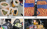 농축산물 불법 반입, 과태료 넘어 형사처벌…검역본부 "무관용 대응"