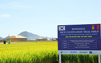 40년 만에 몽골 사막에 벼가 자랐다…농진청 KOPIA센터, 현지 벼 재배 성공