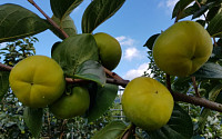 가을 햇살 머금은 구례군 '태추단감'...10월에 만나요