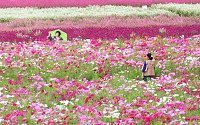 알록달록 가을꽃 향연…북적이는 양주 나리농원 [포토로그]