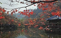 전북 내장산 단풍...11월 5일 절정