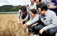 벼 깨씨무늬병 피해...전남 농업재해 인정해야