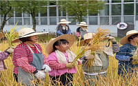 벼 베고 농요 부르고…국립농업박물관, 가을 풍년의 흥을 담다