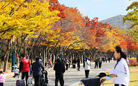 [날씨] ‘입동’에도 포근한 가을…15도 안팎 큰 일교차