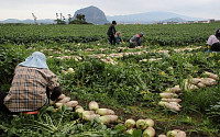 농민수당 내년부터...제주도 40만원→50만원 인상