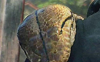 7.6m 괴물 뱀 “최장뱀 기네스북 등재”