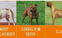 '기질평가 신청'...제주도 '맹견' 키우려면 허가 받아야