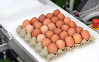 이경실 달걀사업 가격 논란…언급된 '난각번호' 보는 법은?