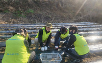 쪽파밭에 웃음꽃 피운 NH농협생명... 농촌일손돕기 실시