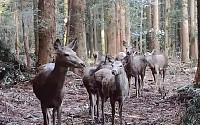 제주도 '한라산 식생에 피해' 꽃사슴...유해동물 지정된다