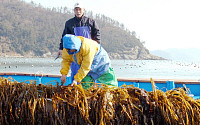 전남 완도군 미역 집단폐사 잇따라...전수조사 착수