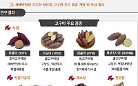 겨울철 간식 '고구마' 외래품종이 대부분⋯국산 점유율ㆍ재배면적 크게 늘어