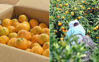 감귤 등 농산물 절도 잇따라...제주도 주의보~