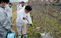 사과나무에 하얀 페인트를 칠하는 이유…낮엔 열 막고 밤엔 균열 예방