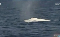 지구상 단 1마리 남은 흰 혹등고래 호주서 목격
