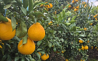 제주 '감귤' 농가 붕괴 위험...내년 미국산 만다린 무관세 때문