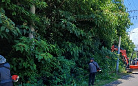 '생태계 위협' 칡덩굴 관리...제주도 체계화 나서