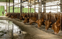 냄새·민원 골칫덩이 가축분뇨, 이제는 자원으로…정부, 첫 실험지 공개