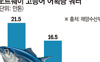 수입 고등어마저 귀해진다…고등어 한 손 1만 원 시대