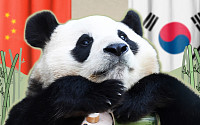 판다 추가 대여…푸바오가 돌아올 순 없나요? [해시태그]
