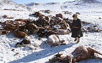 [단독]韓 발효사료, 몽골 전역에 공급⋯'조드' 위기에서 축산업 살린다