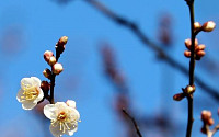 [포토뉴스] 남도는 지금 봄...전국 첫 '광양 소학정' 매화 개화