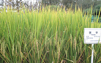 사료용 벼 ‘영우’·‘목양’ 보급 시작…농진원, 2월 6일까지 기관 신청