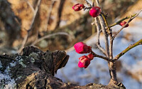 [포토뉴스] 남도의 봄 전령사...눈 속에 피어난 광양 '홍매화'
