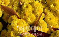 [포토]국화와 낙엽
