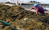 골칫거리 '괭생이모자반'...제주도 해양바이오산업 원료로 '무상'