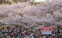 벚꽃축제 취소·외국인 3배 요금…관광객에 칼 빼든 각국