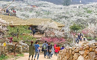 한반도 봄의 전령사....광양 매화축제 셔틀버스 운영된다
