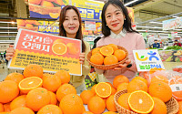 농협유통, 봄 전령사 ‘국내산 청견 오렌지’ 올해 첫 출하