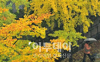 [포토]노란 가을비
