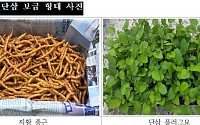 병 적고 수확 늘린 국산 약초 종묘 푼다…지황·단삼 보급 개시