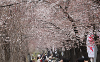 여의도 벚꽃축제·석촌호수 벚꽃축제 오늘 개막