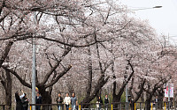 주말 전국 봄비에 벚꽃 나들이 ‘비상’⋯제주 150㎜ 폭우