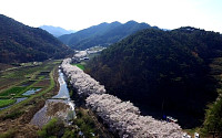 [포토뉴스] '한국의 아름다운 길 100선'...보성군 벚꽃터널