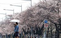 [내일날씨] 벚꽃 구경 가능할까…일요일 밤부터 일부 지역 비 소식