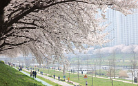 돌연 벚꽃엔딩…꽃샘추위·황사 몰려온다