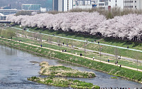 '완연한 봄, 벚꽃길 좋아요' [포토로그]